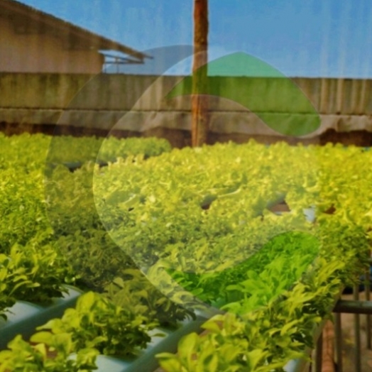 Prefeitura de Santa Helena amplia para R$ 200 mil o limite de compras da Agricultura Familiar