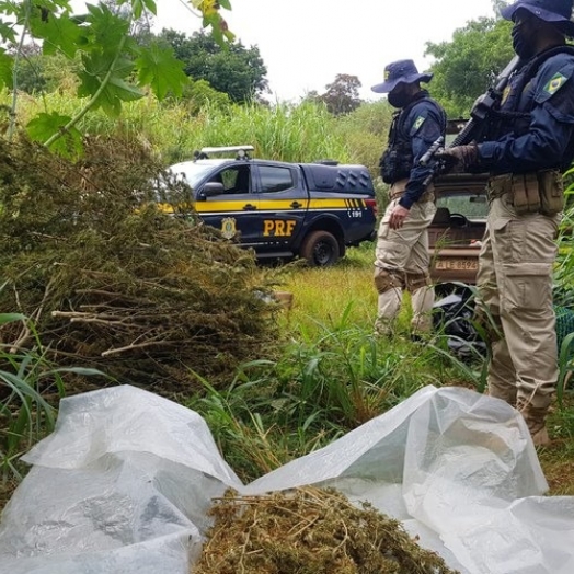 PRF estoura galpão de plantação de maconha na região oeste