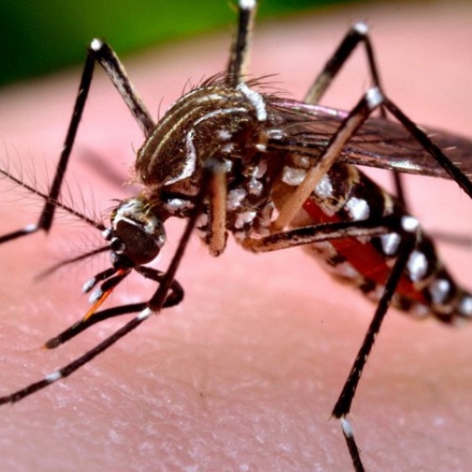 Primeiro LIRAa do ano em Missal aponta alto risco de infestação para Dengue