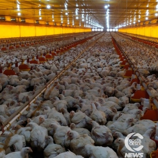 Produção de aves de corte lidera cadeia produtiva de São Miguel do Iguaçu