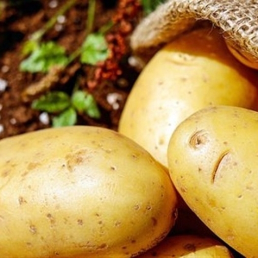Produção de batata é impactada por enchentes no RS