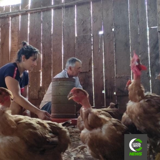 Produção de frango caipira mantém família no campo