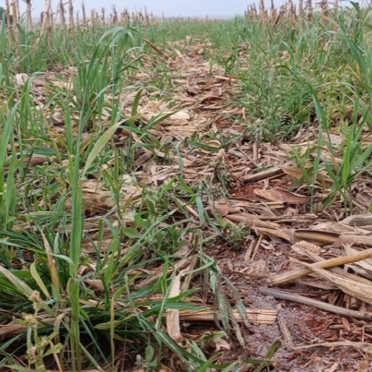 Produtividade: IDR-Paraná discutirá manejo de solos compactados no Show Rural