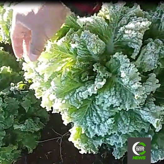 Produtor de hortaliças em Santa Helena já contabiliza perdas com a geada; assista
