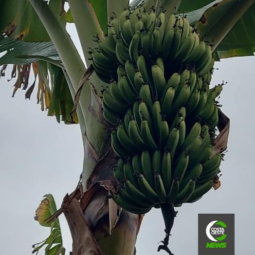 Produtor está reduzindo área de bananas para aumentar produção de milho e soja