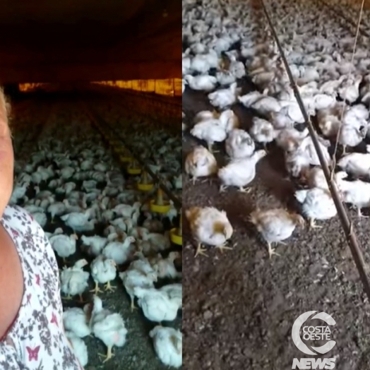 Produtora de Santa Helena implora por água para não perder lote de frangos