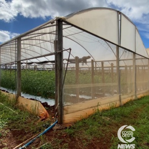 Produtores de Santa Terezinha de Itaipu recebem apoio para construção de estufas