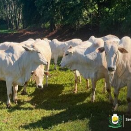 Produtores rurais devem atualizar rebanhos até 30 de junho