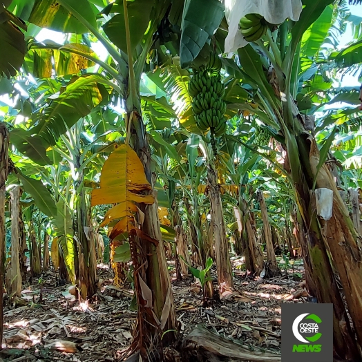 Produzir bananas no oeste do Paraná era considerado ‘coisa de louco’, mas agora é um negócio rentável