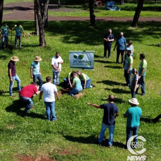 Projeto 24 milhões de árvores plantadas chega em sua fase final