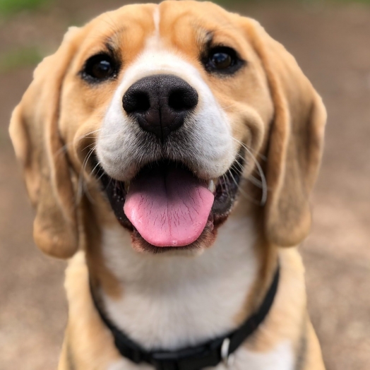 Quais são os cachorros mais inteligentes do mundo?