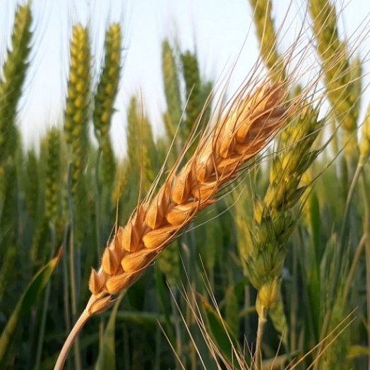 Quinze cultivares de trigo vão ser lançados no Show Rural de Inverno