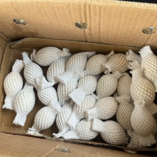 Receita Federal apreende 32 ovos de aves nativas transportados clandestinamente em ônibus