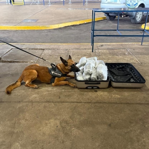 Receita Federal apreende aproximadamente 10 kg de substância análoga ao capulho
