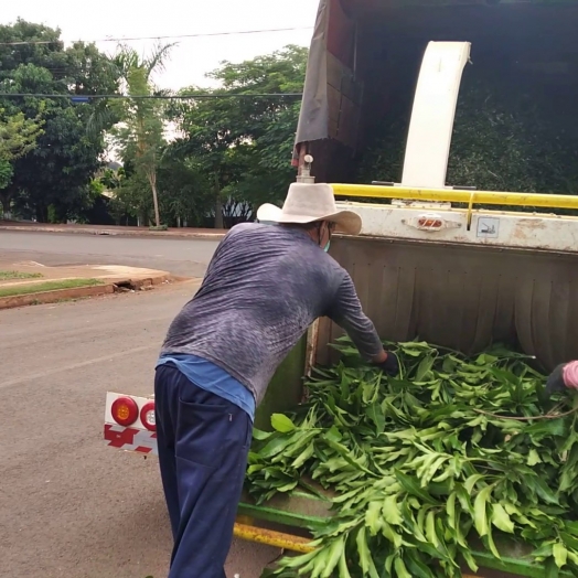 Recolha de galhos é iniciada em Serranópolis do Iguaçu