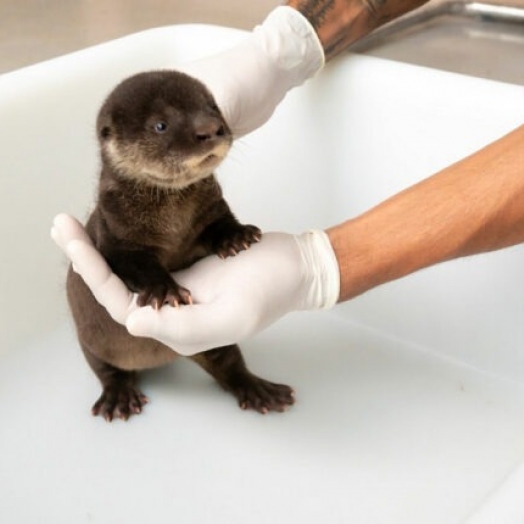 Refúgio Biológico de Foz do Iguaçu recebe novos moradores
