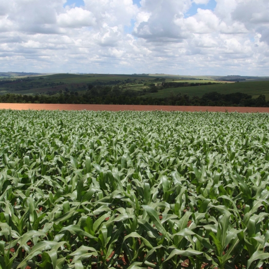 Safra de verão no Paraná deve ser recorde com 24,2 milhões de toneladas