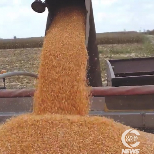 SAFRINHA 2023: Quantidade de milho produzida na região Oeste não é suficiente para suprir as demandas
