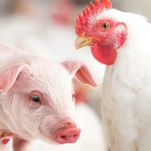 Saiba por que o Oeste do Paraná lidera em avicultura e suinocultura