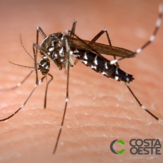 Santa Helena tem cinco casos de dengue e cuidados devem ser redobrados em período de chuva