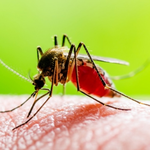 Santa Helena ultrapassa mil casos de dengue confirmados