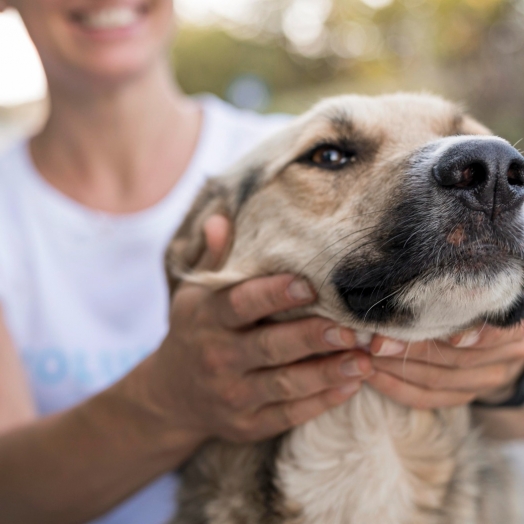 São Miguel do Iguaçu: Amor sem coleiras realiza feira de adoção e encontra lares para 16 Pets
