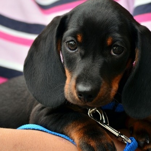 São Miguel do Iguaçu: Vet Center inova com hotel para cães
