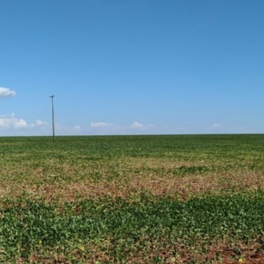 Seca promete afetar 100% da safra agrícola em Guaíra