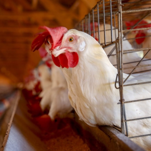 Secretários da Agricultura de todo o Brasil pedem ao Ministério rigor nas regras contra influenza aviária