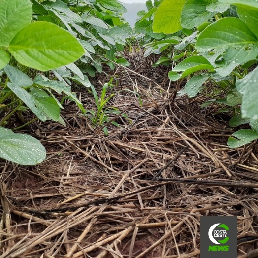 Sindicato dos Trabalhadores Rurais de São Miguel do Iguaçu e SENAR, realizam cursos de fertilidade de solo e manejo de doenças na cultura de soja