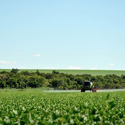 Soja 2024/25: produção deve atingir 170,8 milhões de toneladas no Brasil