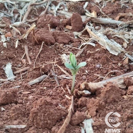 Solo perde umidade e produtores ficam apreensivos em continuar plantio da soja na região