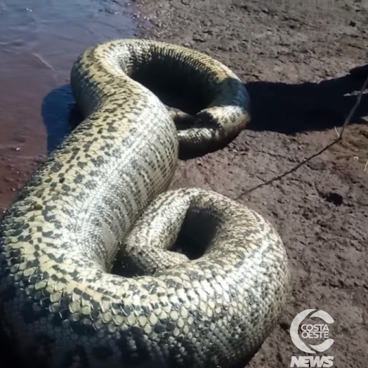 Sucuri com mais de quatro metros é encontrada por pescadores em Santa Helena