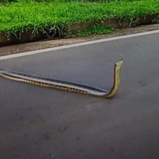 Sucuri é flagrada tentando atravessar BR-163 entre Guaíra e Mundo Novo