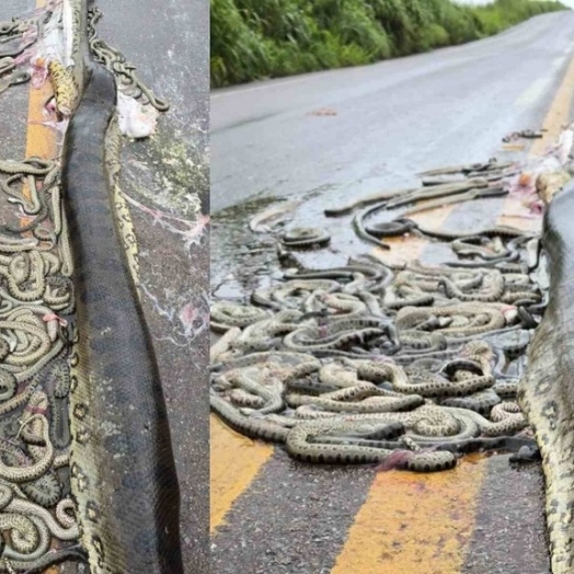 Sucuri grávida morre atropelada e cerca de 40 filhotes são expelidos em rodovia de MT