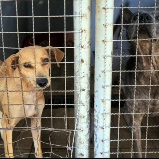 Superlotação: O desafio do Canil Municipal de Santa Helena com animais abandonados