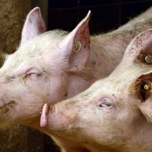 Telhas ecológicas melhoram bem-estar na suinocultura