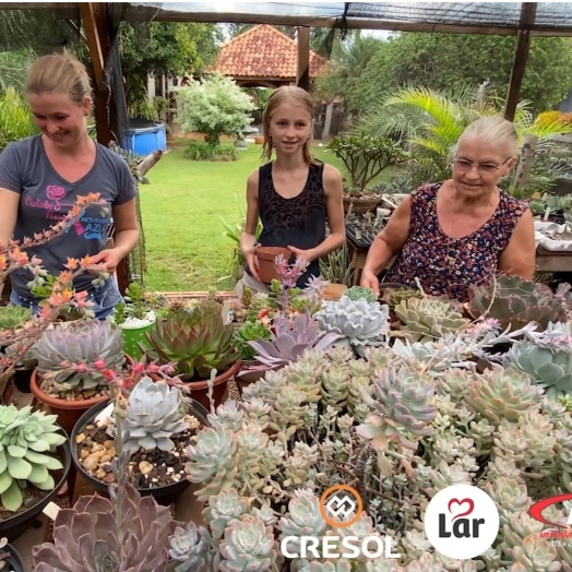 Três gerações de mulheres do agro sonham em transformar a paixão pelas plantas suculentas em um negócio