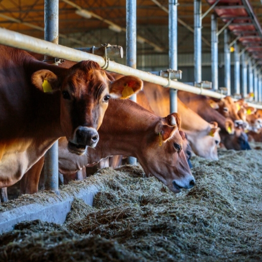 UNIGUAÇU oferece curso presencial gratuito para produtores de São Miguel e região sobre nutrição de bovinos leiteiros