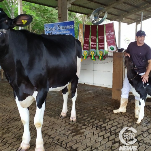 Vaca holandesa premiada de Missal é resultado de melhoramento genético e boas práticas de manejo