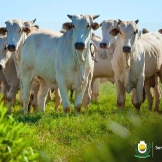 Vacinação contra raiva em herbívoros passa a ser obrigatória a partir de 24 de março no Oeste do Paraná