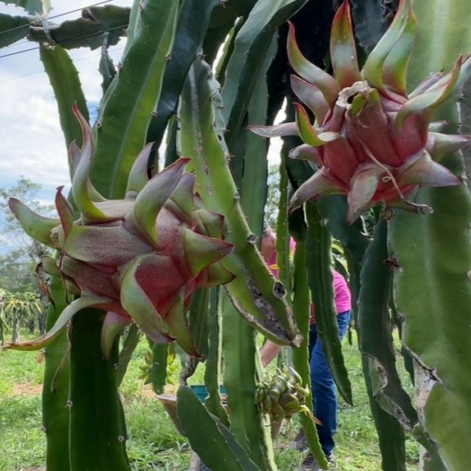 Verão intenso desafia produtores de Pitaya e muda ritmo da colheita
