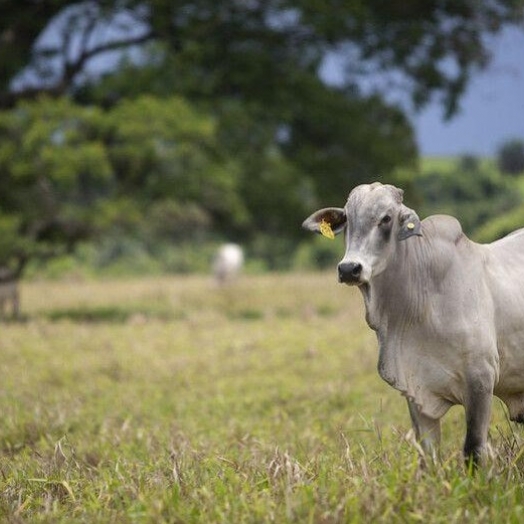 Véspera do término do recadastramento de animais no Paraná, Santa Helena tem 236 explorações pendentes