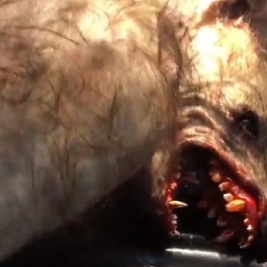 Vídeo: Lobisomem foi atropelado em Realeza? Entenda o caso