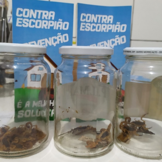 Vigilância em Saúde encontra 35 escorpiões em nova busca ativa noturna em São Miguel do Iguaçu