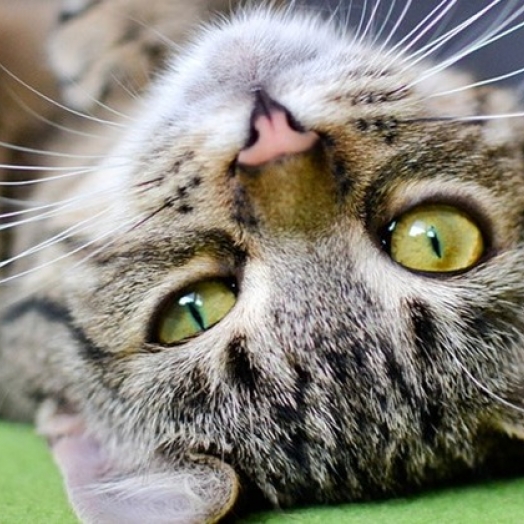 Você sabia que seu gato é capaz de lhe dizer se há paz e energias positivas em sua casa? Entenda!