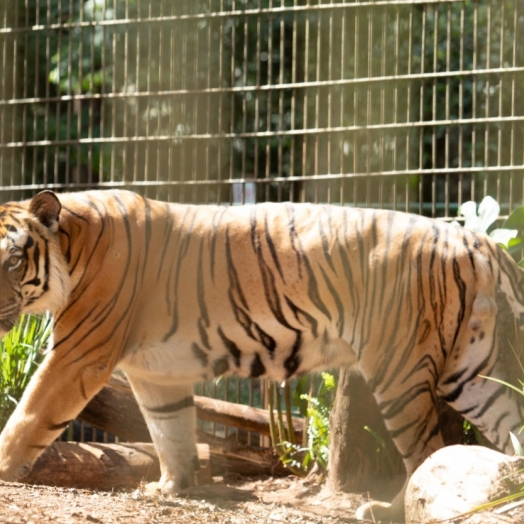 Zoológico de Cascavel abre agenda de 2024 para visitas guiadas